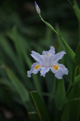 Oil-painted irises