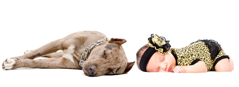 Cute Newborn Girl Sleeping Together With Her Dog A Pit Bull, Isolated On A White Background