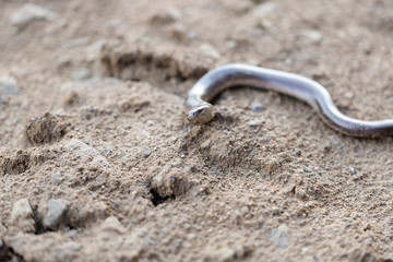 Slow worm, slowworm, Anguis fragilis, on brown dry ground, close up