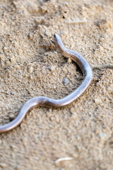 Slow worm, slowworm, Anguis fragilis, on brown dry ground, close up