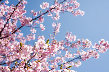 青空の下の河津桜の花
