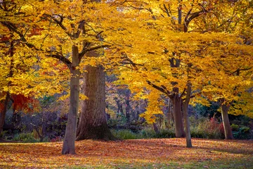 Crédence de cuisine en verre imprimé Automne Autumn scene with yellow colour trees in busy park in London