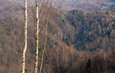 Obraz premium Two young slim birch tree on forest background