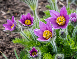 Küchenschelle, Pulsatilla
