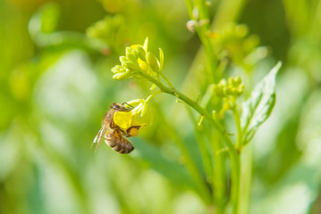 Honeybee collects nectar from yellow flowers
