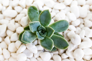 Dessert Rose Succulent in white pepples