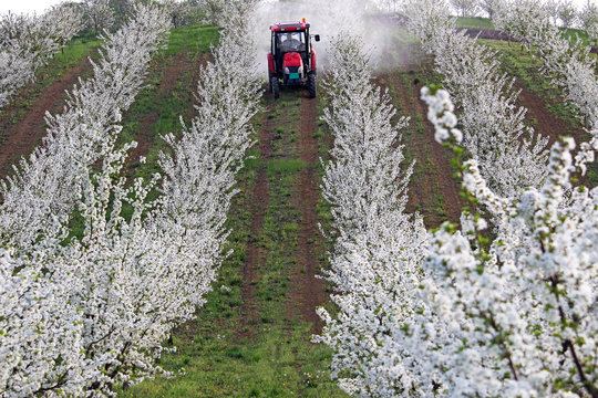 tractor sprays insecticide in cherry orchard spring season