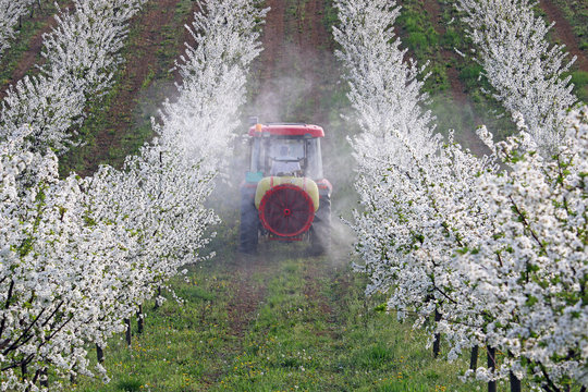 tractor sprays insecticide in cherry orchard