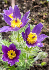 Pulsatilla im Frühling