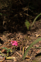 Blüte in Pink - Afrika