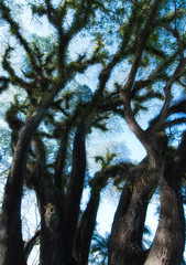 Textures of Bearded Mossman Trees, Australia
