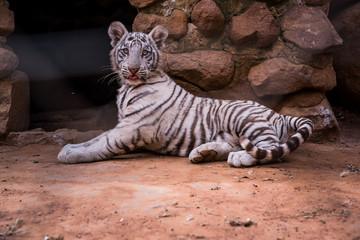 White Tiger - rare animal have rest time on the ground