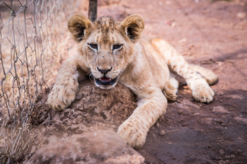 Lion resting on the ground in ZOO