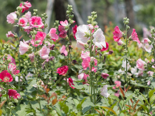 Purple, pink, red, flowers in the garden in vintage style soft focus.