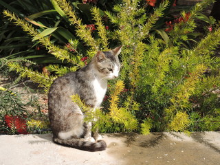 Katze vor Busch