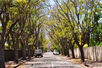 Little suburban street full of green trees. Adelaide, Australia
