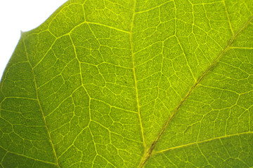 Leaf pattern. Closeup leaf texture.