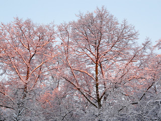 Snow-covered branches in the morning sun