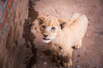 Cute Young African Lion in ZOO - Animal freedom, concept photo