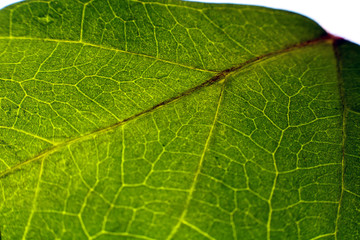Leaf pattern. Closeup leaf texture.