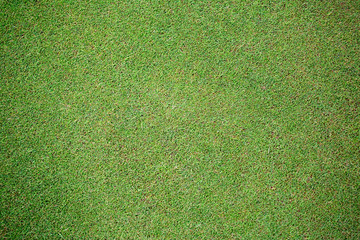Grass Natural Background Putting Green Texture - 200855918