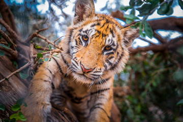 Tiger portrait - wild Animal photo in Africa