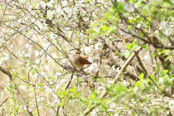 Nightingale bird on branch of blossom tree in spring