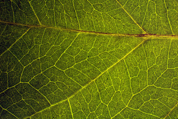 Leaf pattern. Closeup leaf texture.