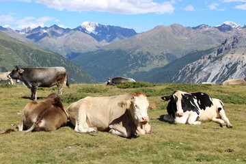 Cows on a mountain - Kühe auf dem Berg