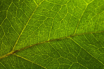 Leaf pattern. Closeup leaf texture.