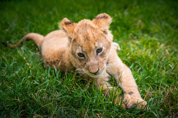 Cute young lion on the green grass. animal freedom concept photo