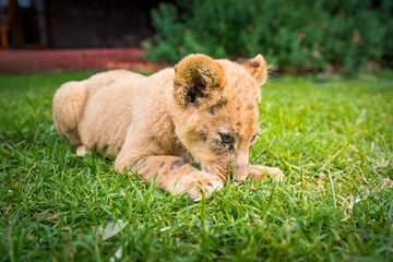 lion on green grass - cute young animal