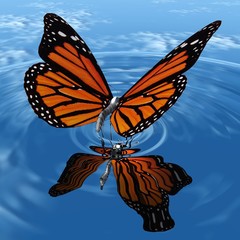 the beautiful butterfly with wings