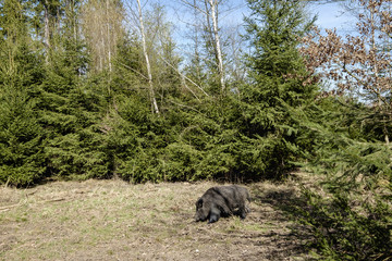 Wildschwein, Sus scrofa, Forstenriederpark, München