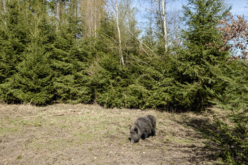 Wildschwein, Sus scrofa, Forstenriederpark, München