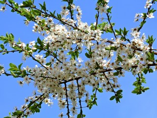Detail of wild cherry tree with white flowers and blue sky background