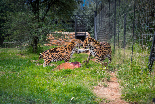 Wild cheetah couple in ZOO