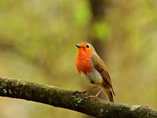 Closeup of robin redbreast bird on a tree branch