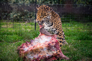 Wild Cheetah eating red meal on green grass