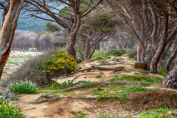 Waldweg am strand, Märchenwald
