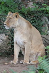 Asiatic lion  (Panthera leo persica)