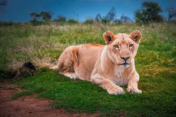 Lion female on the green grass, Wild Animal in South Africa