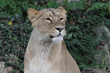 Fototapeta na wymiar Asiatic lion (Panthera leo persica)