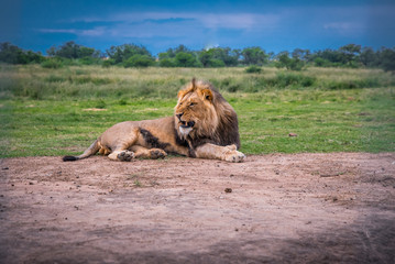 Fototapeta premium Wild male lion on red ground - Animal in Africa