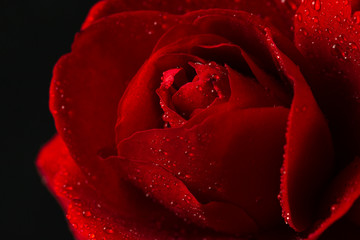 red rose in close up view