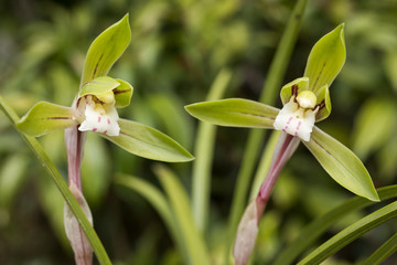 緑をバックに春蘭の花