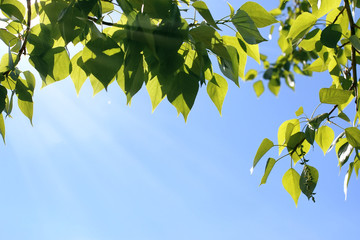 Fresh green leaves of trees on clear blue sky