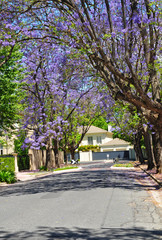Little suburban street full of green trees and blooming jacaranda. Adelaide, Australia
