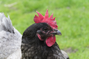 Close up of a gray farm chicken. This chicken has a light or dark grey color feathers