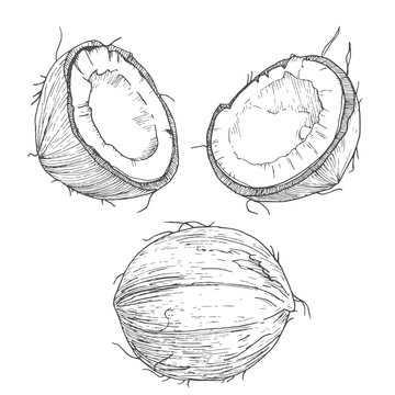 Hand drawn coconut, vintage ink etching food illustration, cut and full nuts, isolated on white background. Vector line art illustration.